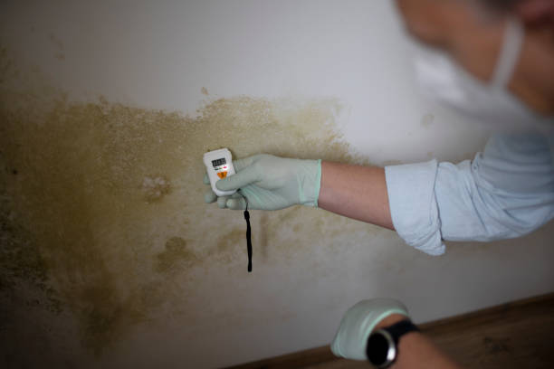 Best Commercial Mold Removal  in Latham, NY